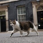 Larry: conheça o gato que vive há 15 anos na sede do governo britânico