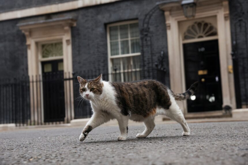 Larry: conheça o gato que vive há 15 anos na sede do governo britânico