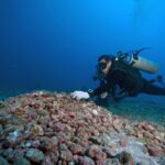 Estudo com DNA revela biodiversidade em rodolitos no país - 21/07/2026 - Ciência