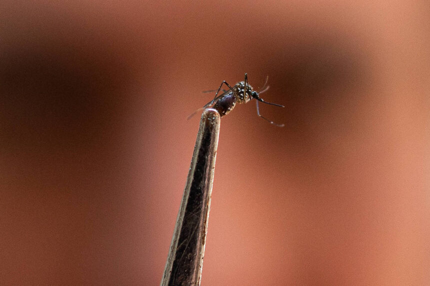 Anvisa autoriza por 5 anos produção de mosquito Wolbachia - 22/07/2026 - Equilíbrio e Saúde