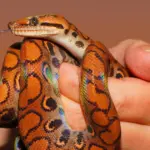 Como pesquisadores encontraram fóssil de serpente ancestral em SP