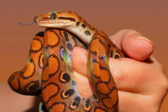 Como pesquisadores encontraram fóssil de serpente ancestral em SP