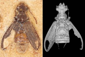 Estudo revela besouros do Nordeste na Era dos Dinossauros - 23/07/2026 - Ciência