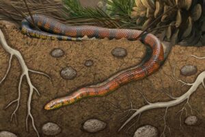 Serpente ancestral do Brasil se adaptou à vida subterrânea - 24/07/2026 - Ciência