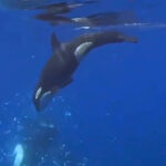 Orca caça e golpeia peixe gigante para despedaçá-lo - 24/07/2026 - Ciência