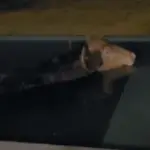 Vídeo: Búfalo de estimação entra em piscina e passa a noite relaxando no RS
