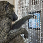 Humanos e macacos compartilham noção geometria, diz estudo - 27/07/2026 - Ciência