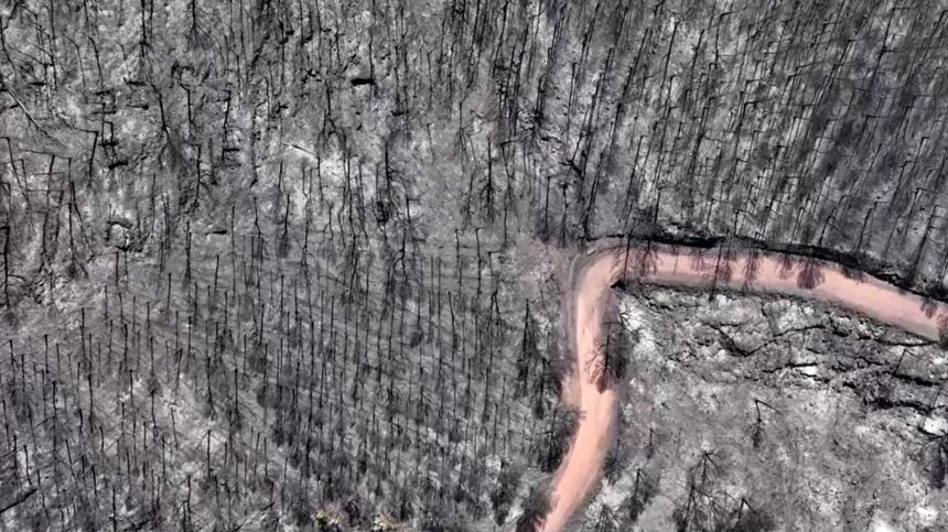 VÍDEO mostra devastação em florestas da Espanha após incêndios em meio a onda de calor