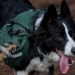 Companhia aérea permitirá cães de até 30 kg na cabine do avião