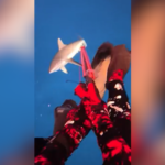 Vídeo: mergulhador é mordido por tubarão-cinzento nas Ilhas Fiji