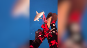 Vídeo: mergulhador é mordido por tubarão-cinzento nas Ilhas Fiji