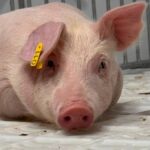 Morre porco clonado em projeto para transplante de órgãos - 08/08/2026 - Ciência