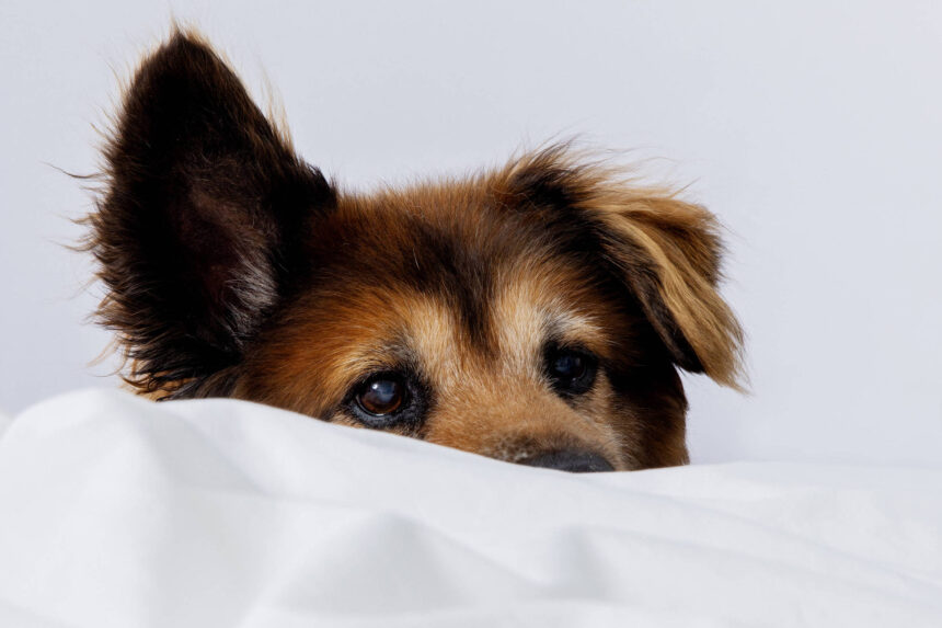 Como fazer meu cachorro deixar de dormir na minha cama - 06/10/2026 - Equilíbrio