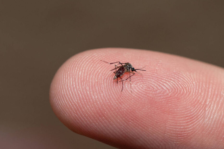 Adultos com dengue chegam mais graves às UTIs do SUS - 09/10/2026 - Equilíbrio e Saúde