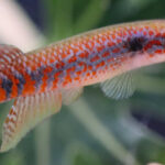 Nova espécie de peixe colorido na Amazônia sofre ameaça - 12/10/2026 - Ciência
