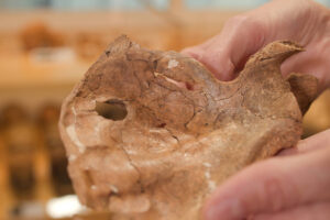 Golpe de lança no ombro provavelmente matou neandertal - 16/10/2026 - Ciência