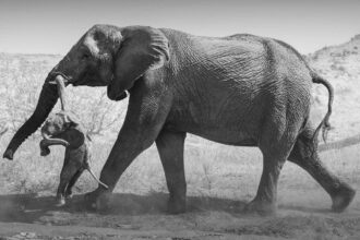 Foto de elefanta com filhote morto revela luto animal - 17/10/2026 - Ciência