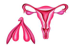 Cirurgia reconstrói clitóris órgão após câncer de vulva - 20/10/2026 - Equilíbrio e Saúde
